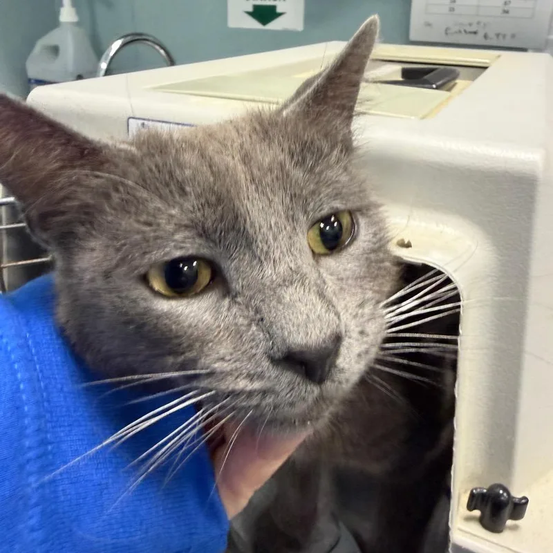 An adult medium-sized female Gray / Blue / Silver Domestic Short Hair cat named Gulper Eel Mama for adoption in Greensboro, NC
