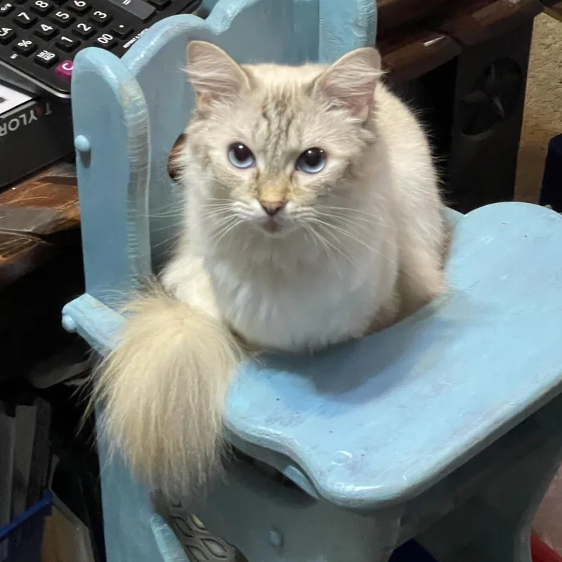 An adult small-sized female White Ragdoll cat named Cinderelsa for adoption in Lake Jackson, TX