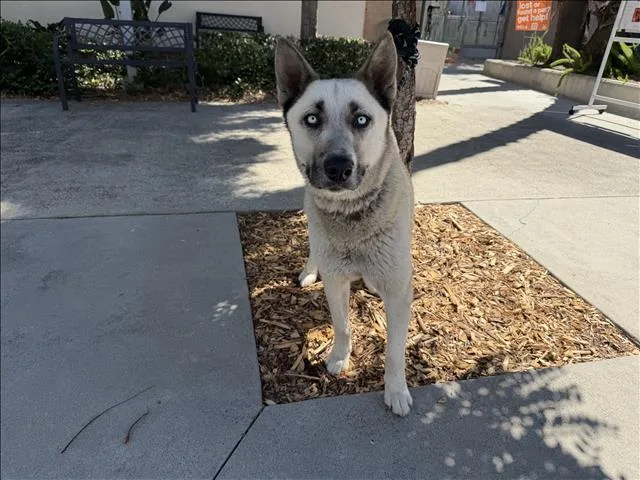 An adult large-sized male Husky dog named Bam Bam for adoption in San Pedro, CA
