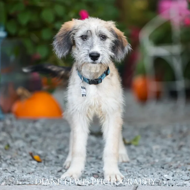 A baby small-sized male White / Cream Terrier dog named Dutton for adoption in Wake Forest, NC