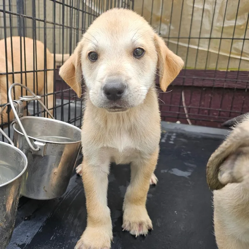 A young small-sized male White / Cream Anatolian Shepherd dog named Eggie for adoption in Mount Vernon, AR