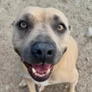 A senior medium-sized female Mixed Breed dog named Dorothy for adoption in Wilsall, MT