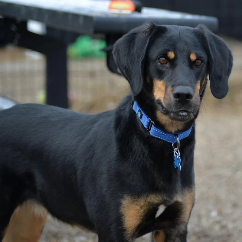 An adult medium-sized female Yellow / Tan / Blond / Fawn Coonhound dog named Kia for adoption in West Des Moines, IA