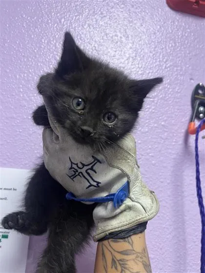 A baby small-sized male Black Domestic Short Hair cat named 60953476 for adoption in El Paso, TX