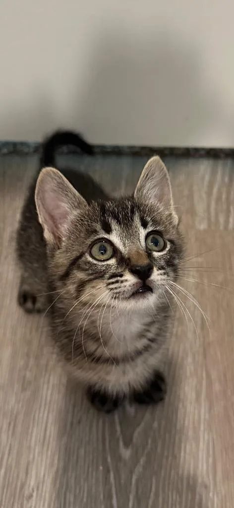 A baby medium-sized male Domestic Short Hair cat named Skippy for adoption in Spring, TX