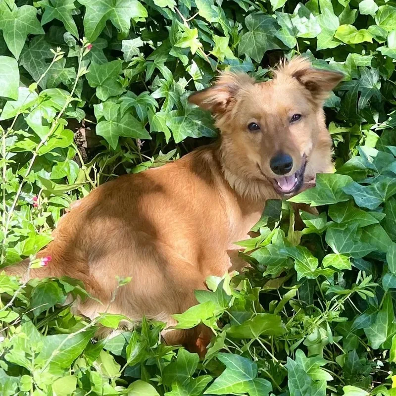 A young small-sized male Brown / Chocolate Terrier dog named Toby for adoption in San Francisco, CA