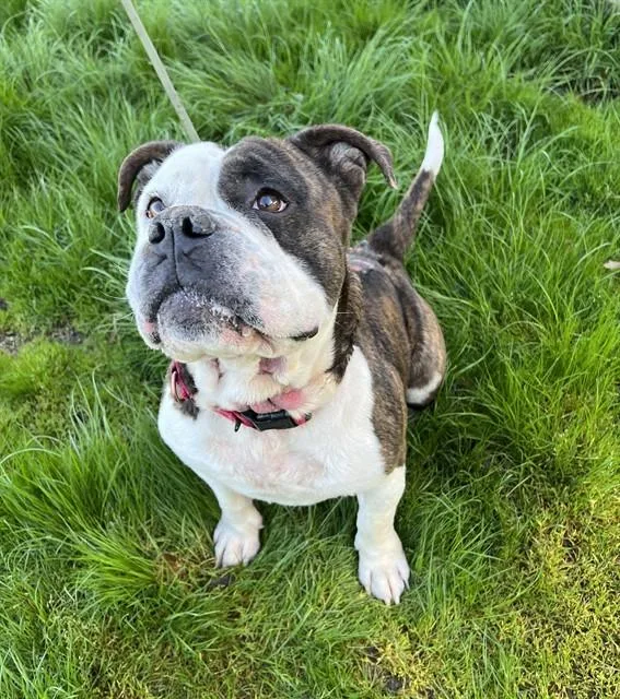 Milhouse thumbnail 2