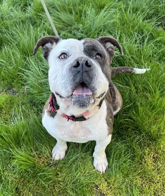 Milhouse thumbnail 3