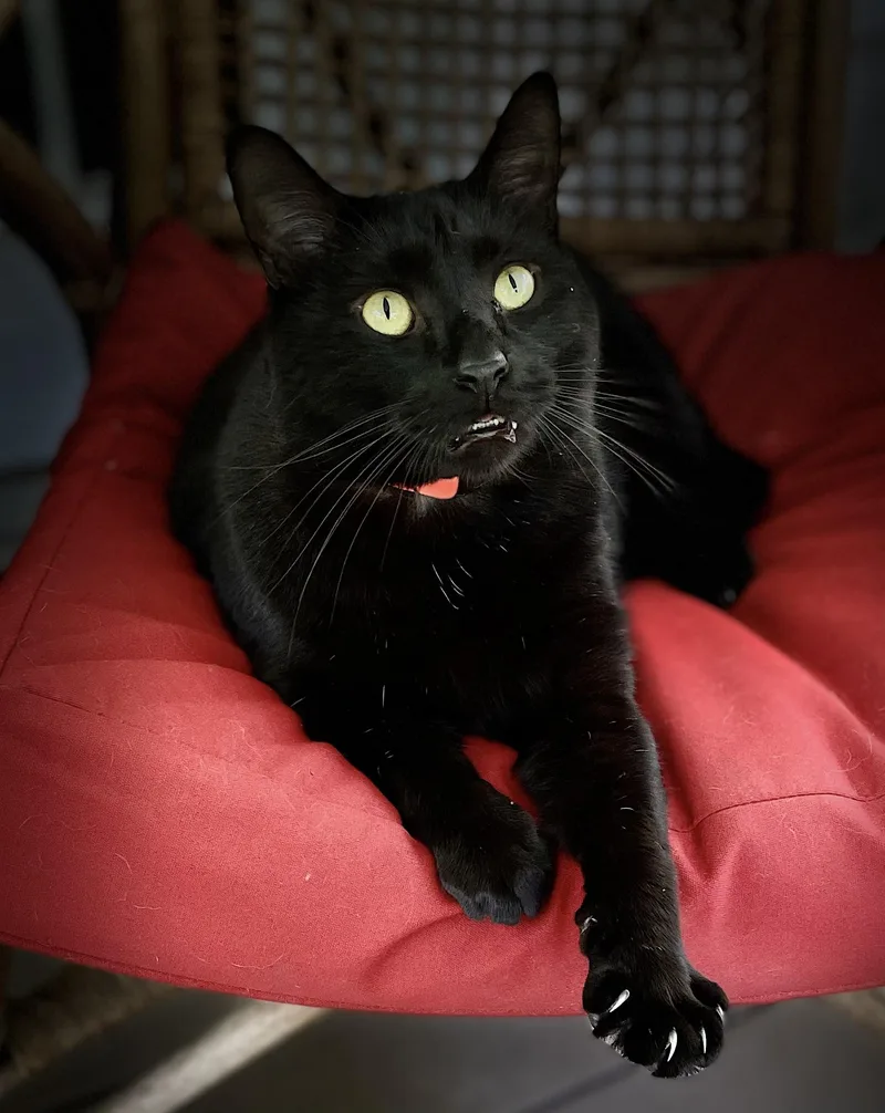 An adult large-sized male Black Domestic Short Hair cat named Elvis for adoption in Clarkesville, GA