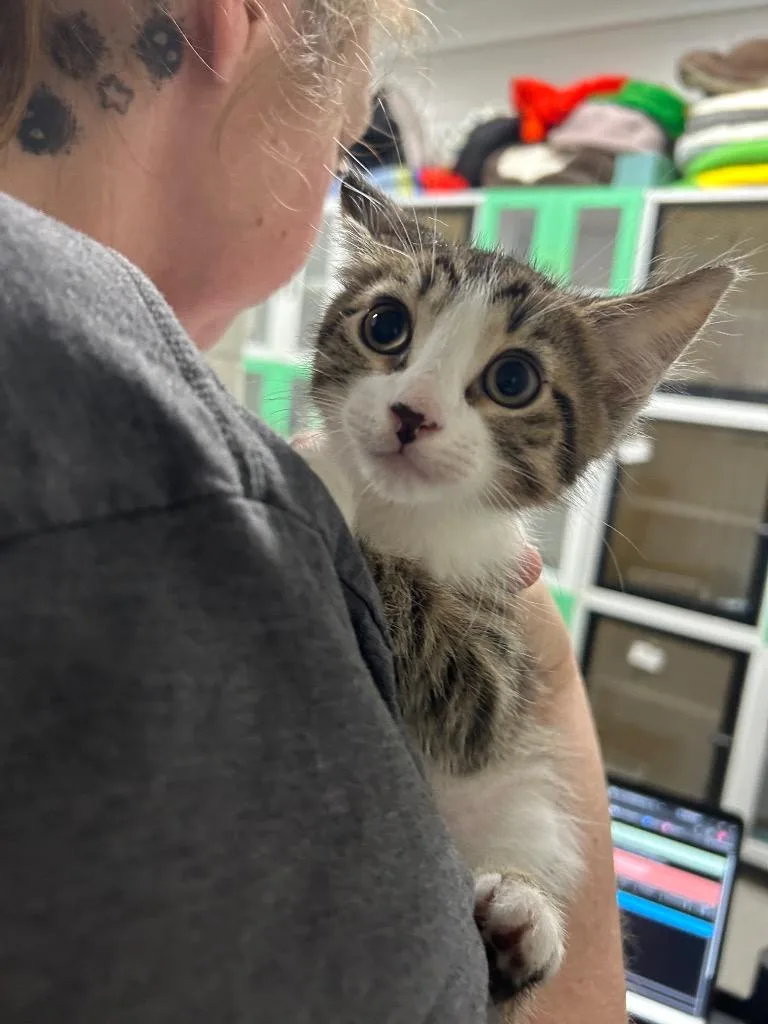 A baby small-sized male Domestic Short Hair cat named TPurr for adoption in East Ridge, TN
