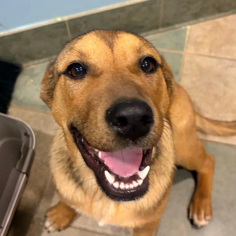 A young medium-sized female Brown / Chocolate Mixed Breed dog named Alani for adoption in Chattanooga, TN