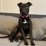 An adult medium-sized female Black Mixed Breed dog named Rose for adoption in Lansing, MI