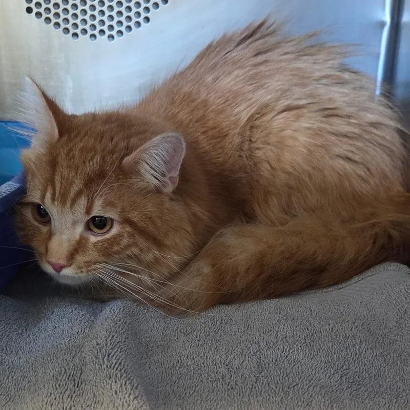 An adult medium-sized male Orange / Red Domestic Medium Hair cat named Angelo for adoption in Bristol, IN
