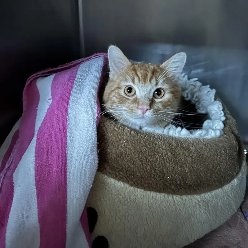 Angelo thumbnail 2