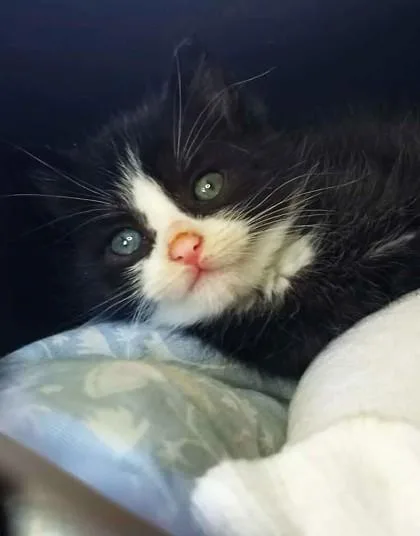 A baby medium-sized male Black & White / Tuxedo Domestic Short Hair cat named Bobby for adoption in Waupaca, WI