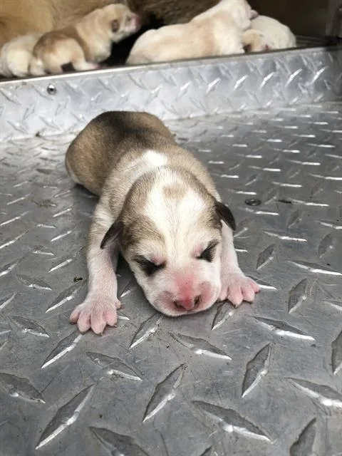 A baby large-sized male Mixed Breed dog named Chad for adoption in Dallas, TX