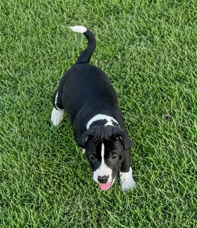 A baby large-sized male Border Collie dog named Ryder for adoption in Princeton, MA