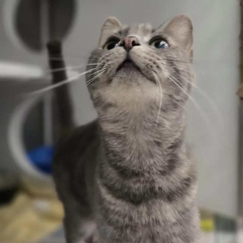 Cleo thumbnail 4
