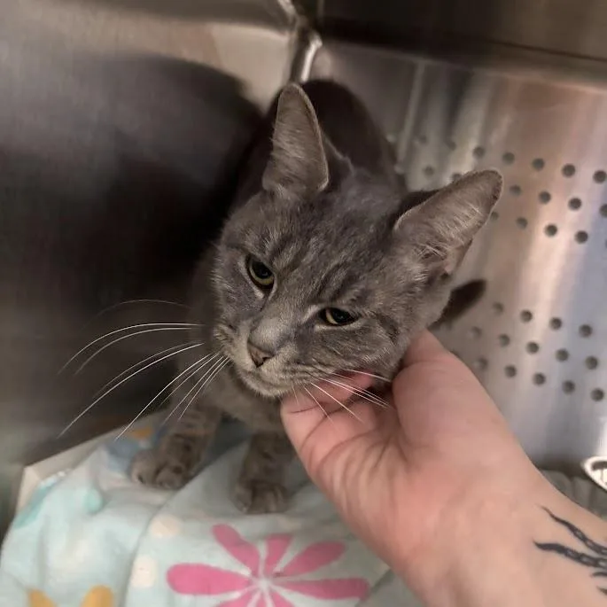 Cleo thumbnail 5