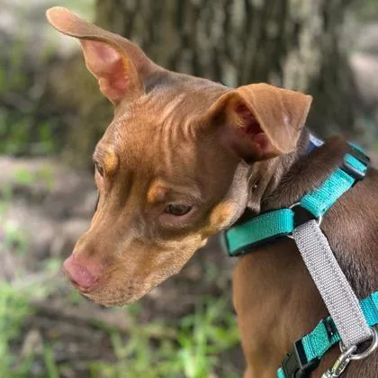 A young medium-sized female Doberman Pinscher dog named Zinnia for adoption in Portland, ME