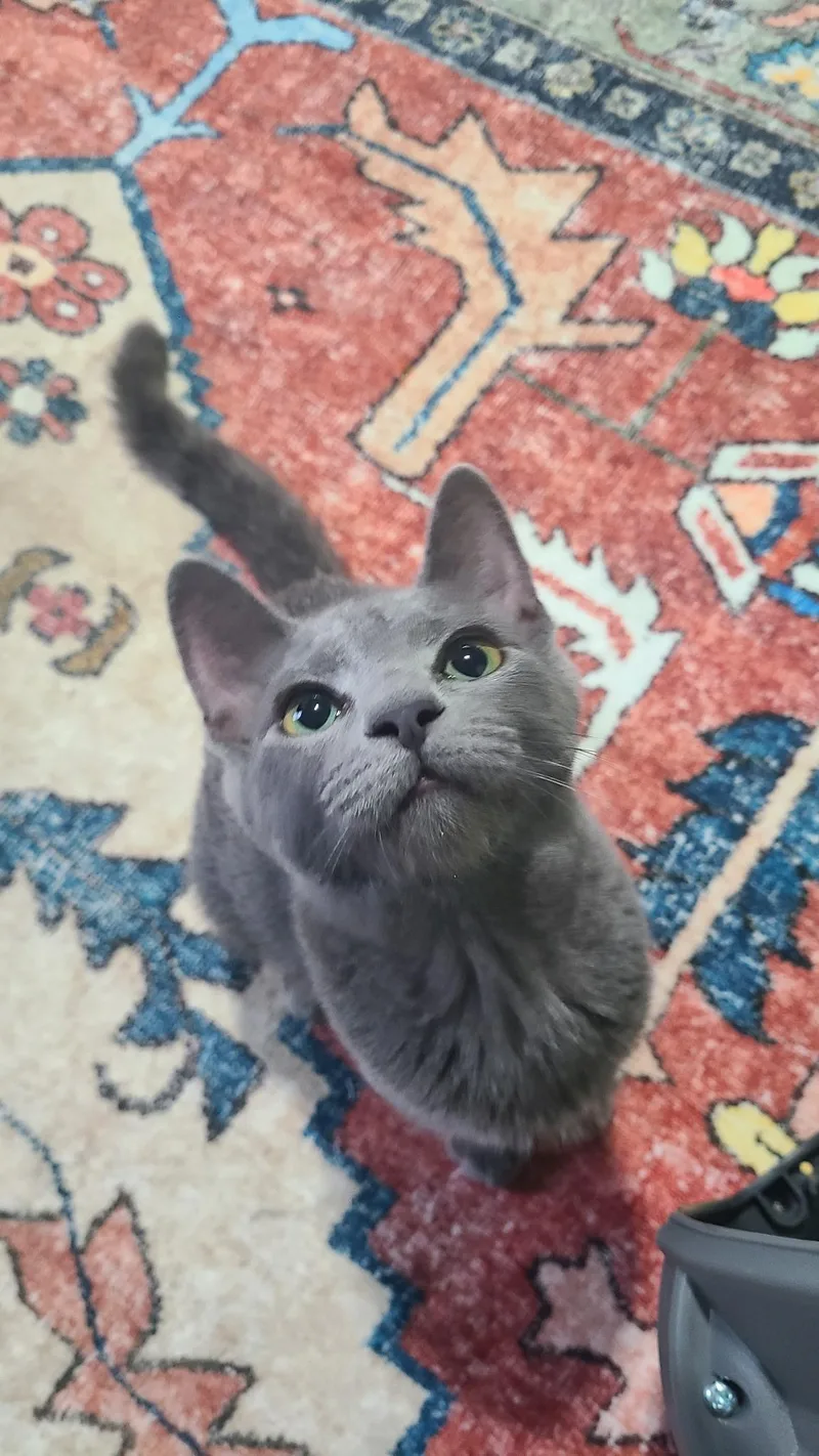 A baby medium-sized female Domestic Short Hair cat named Sophia for adoption in West Lafayette, IN
