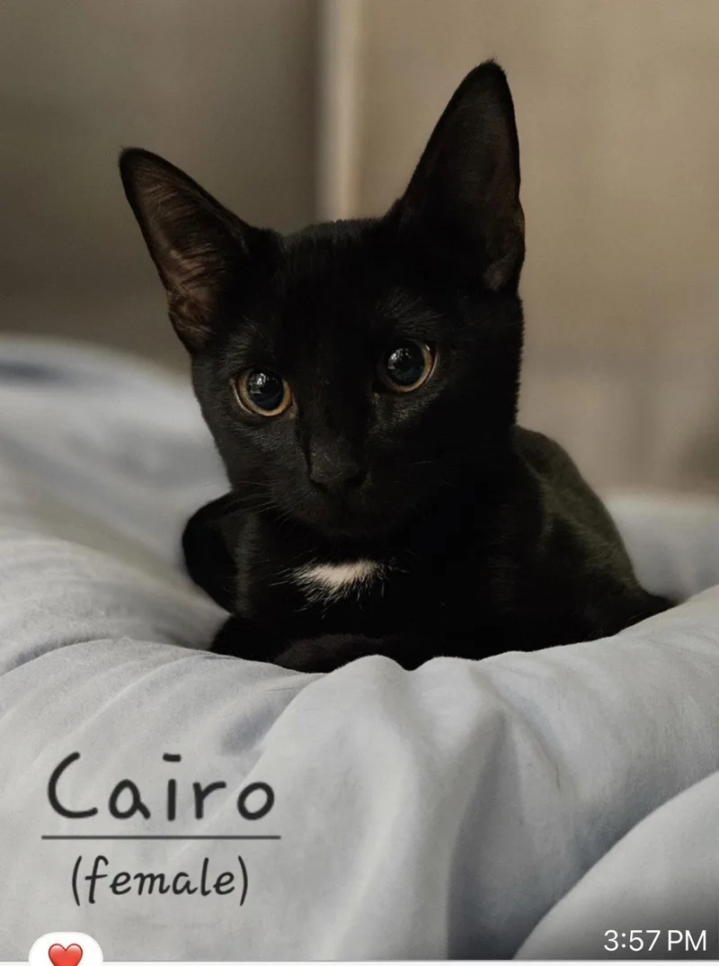 A baby medium-sized female Black & White / Tuxedo Domestic Short Hair cat named Cairo for adoption in Oakland Park, FL