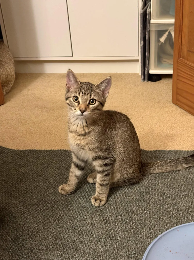 A baby medium-sized female Domestic Short Hair cat named Alice for adoption in Wheaton, IL