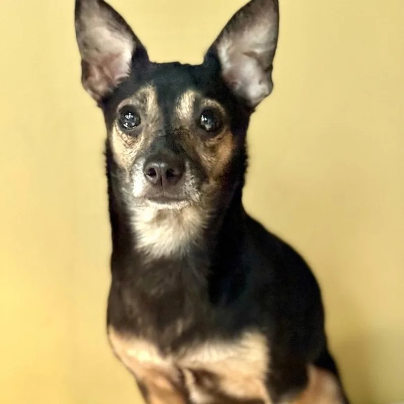 An adult small-sized male Tricolor (Brown, Black, & White) Chihuahua dog named Bently for adoption in Boca Raton, FL