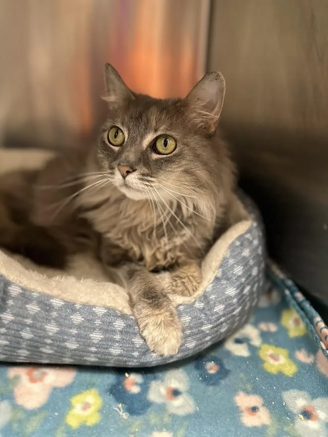 An adult medium-sized female Gray / Blue / Silver Domestic Long Hair cat named Ms Marie for adoption in Oak Ridge, TN