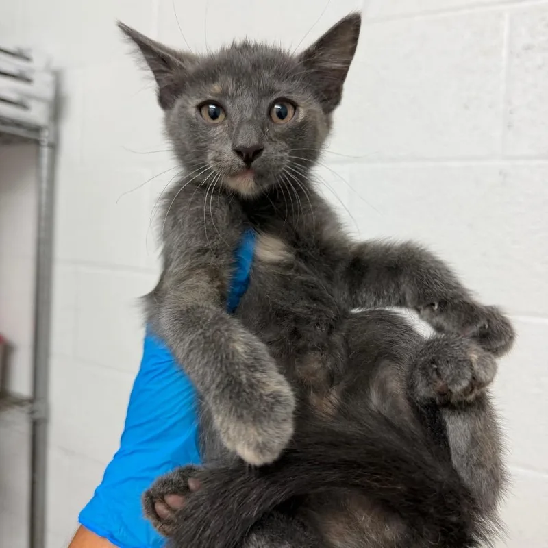 A baby small-sized female Domestic Short Hair cat named Starburst for adoption in Edinburg, TX