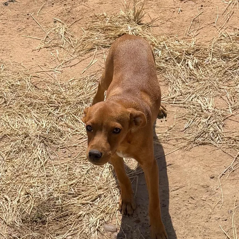 A young small-sized male Chihuahua dog named Ace for adoption in Bastrop, TX