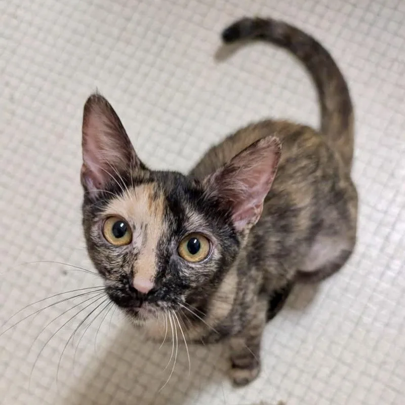 A baby small-sized female Tortoiseshell Domestic Short Hair cat named Taloga for adoption in Richmond, VA