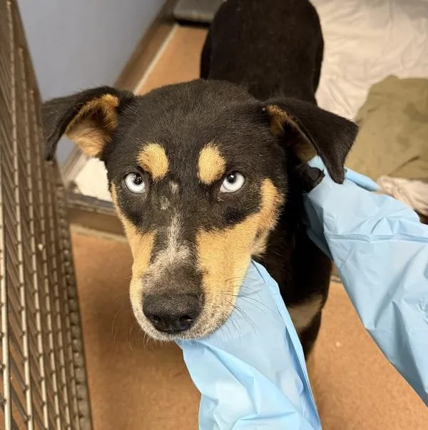 A young medium-sized female Siberian Husky dog named Mabel for adoption in San Diego, CA