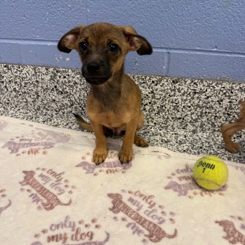 A baby small-sized male Yellow / Tan / Blond / Fawn Chihuahua dog named Spencer for adoption in Madisonville, TN