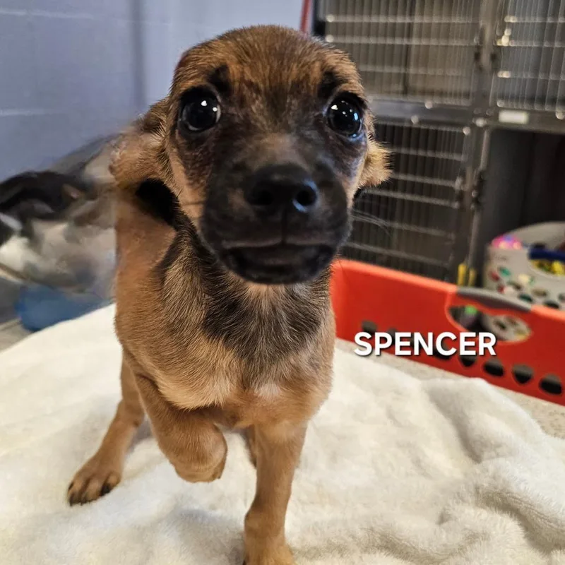 Spencer thumbnail 2