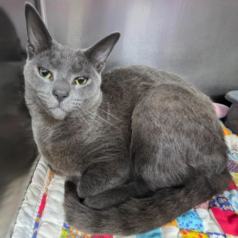 A young large-sized male Domestic Short Hair cat named Gerri for adoption in New Manchester, WV