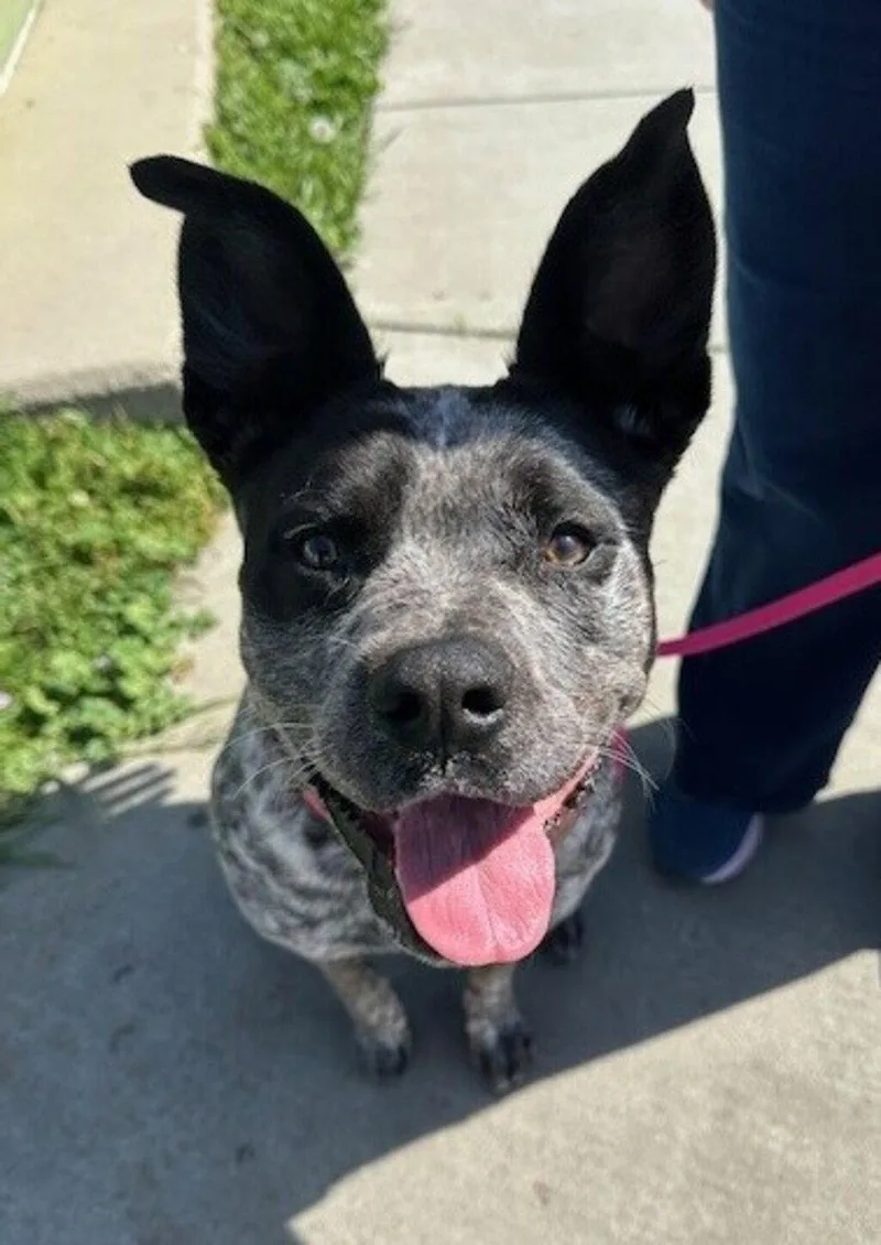 A young large-sized female Pit Bull Terrier dog named Josie for adoption in Petaluma, CA