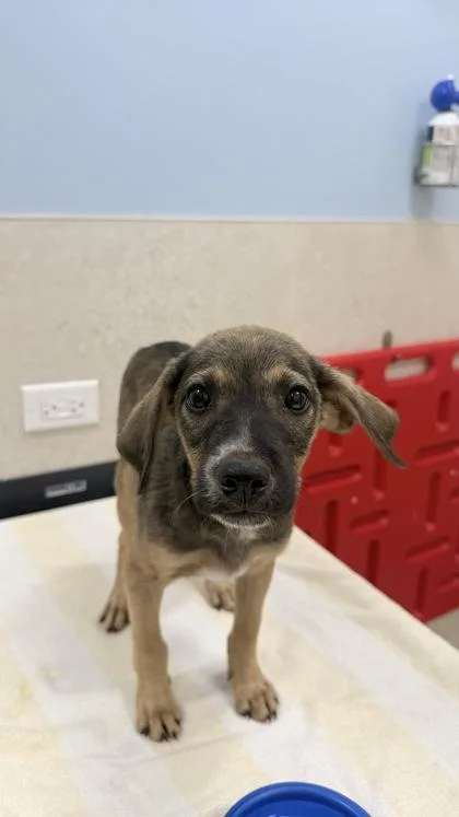 A baby small-sized male Mixed Breed dog named Jeff for adoption in Honolulu, HI