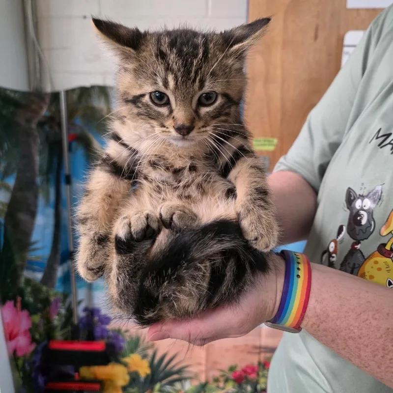 A baby small-sized male Black Domestic Medium Hair cat named Luxio for adoption in Eureka Springs, AR