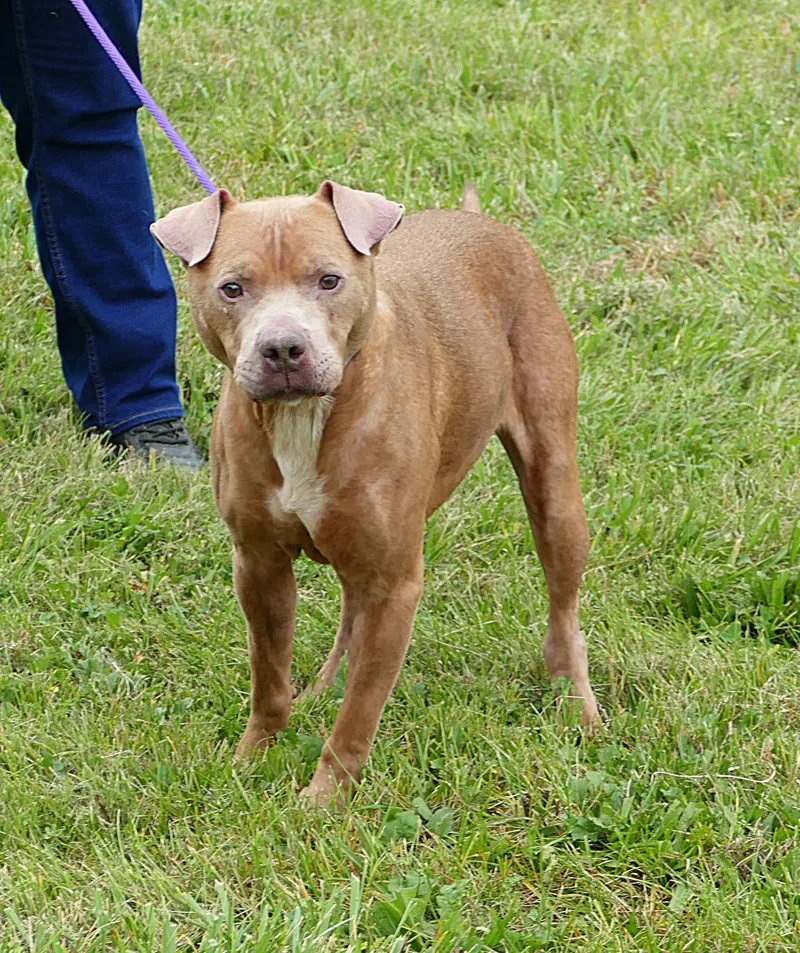 An adult medium-sized female Brown / Chocolate Pit Bull Terrier dog named Hannah for adoption in Beechbottom, WV
