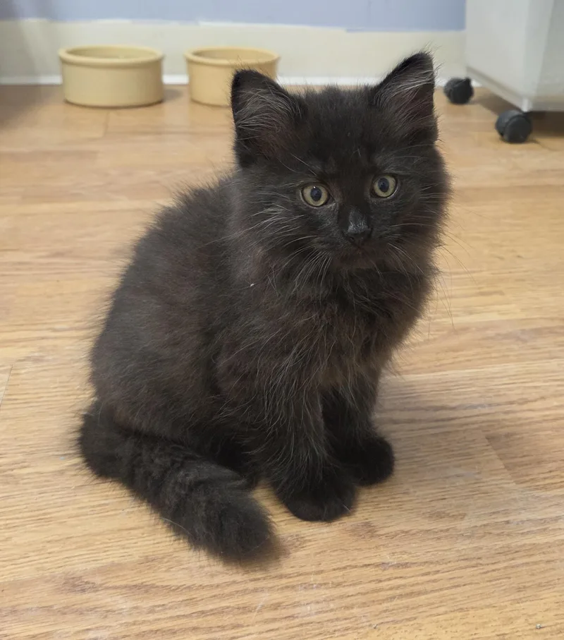 A baby medium-sized male Black Domestic Long Hair cat named Linus for adoption in Carsonville, MI