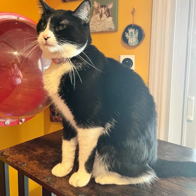 Dorothea thumbnail 2