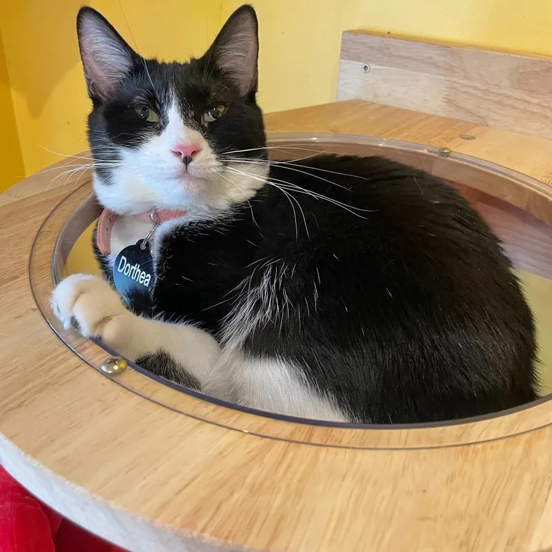 Dorothea thumbnail 3