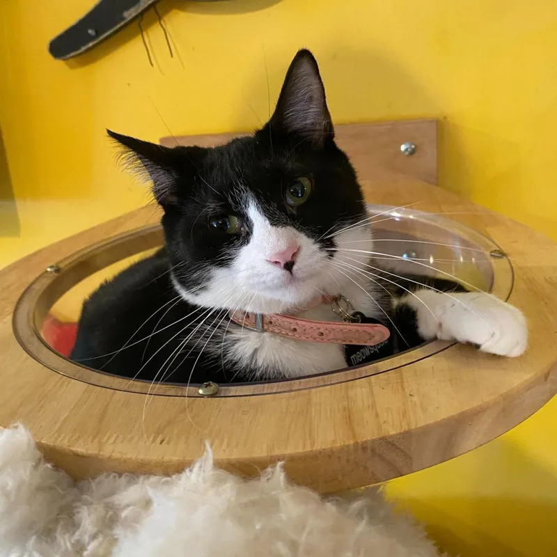 Dorothea thumbnail 4