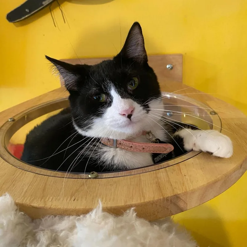 Dorothea thumbnail 5