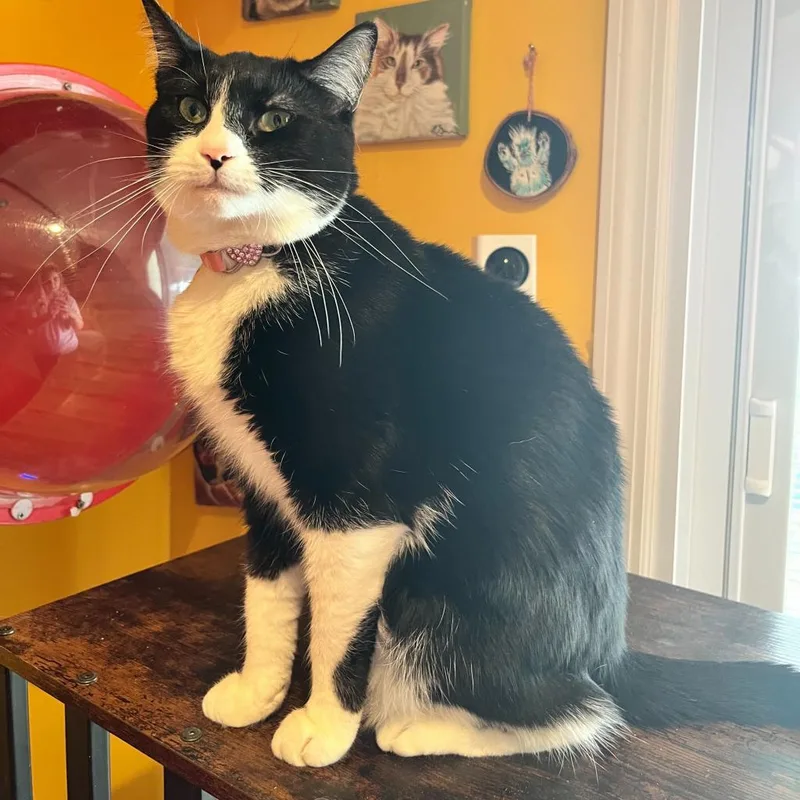 Dorothea thumbnail 6