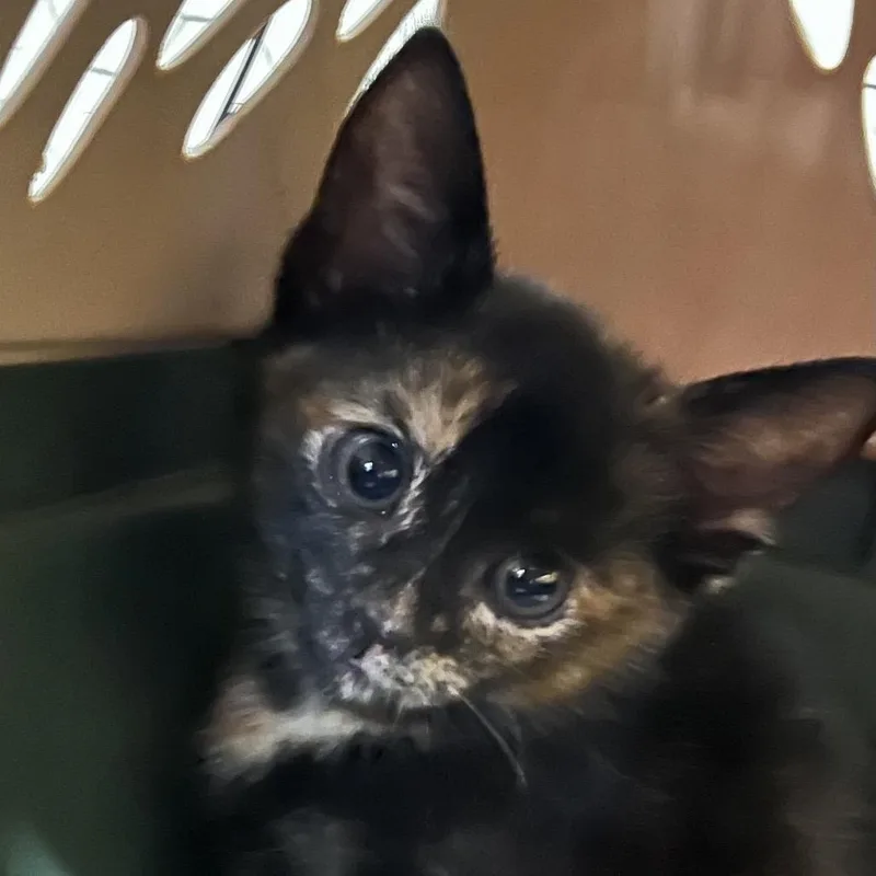 A baby small-sized female Tortoiseshell Domestic Short Hair cat named Snickers for adoption in Alexandria, VA