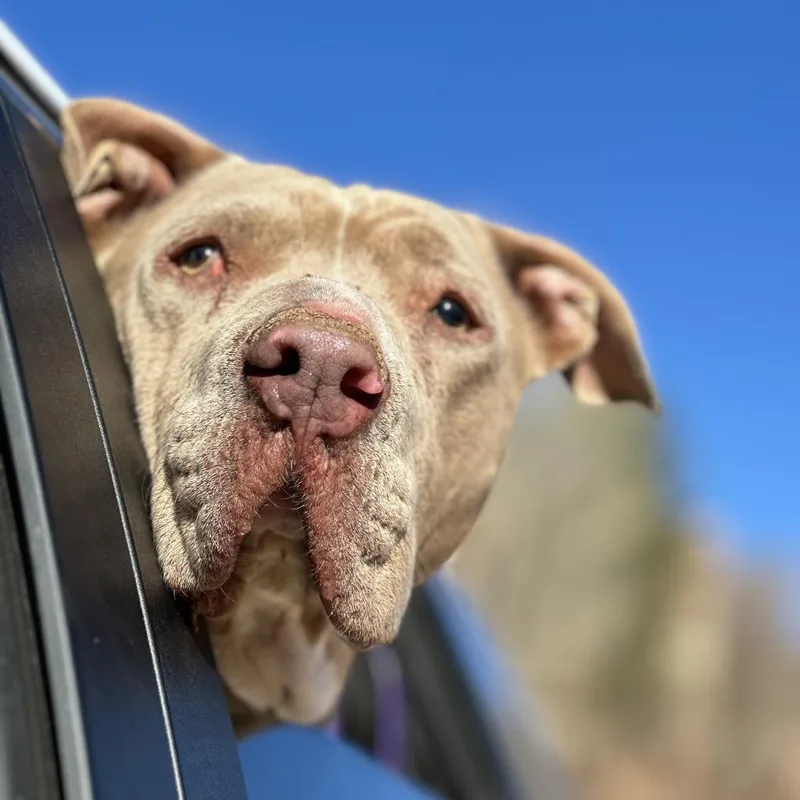 A senior large-sized male Yellow / Tan / Blond / Fawn Pit Bull Terrier dog named Lincoln for adoption in Branford, CT
