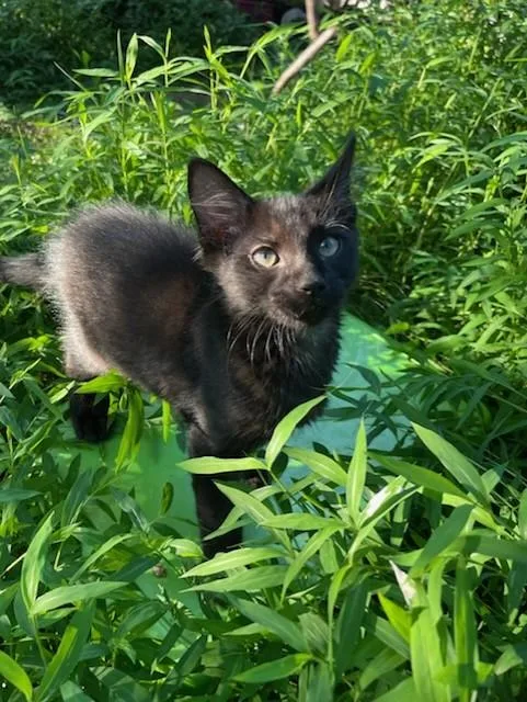 Fluff