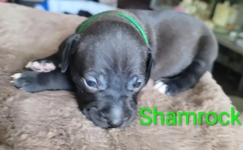 Shamrock